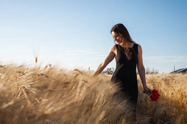 Gün batımında elinde kırmızı gelinciklerle altın buğday tarlasında yürüyen siyah elbiseli güzel esmer kadın. Kopya alanı ile yaz doğa yaşam tarzı kavramı