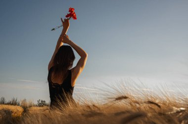 Gün batımında altın bir tahıl tarlasında elinde kırmızı haşhaş tutan siyah elbiseli genç bir kadın. Özgürlük, umut ve sükunet kavramı. Sahne doğası yaşam tarzı arka planı