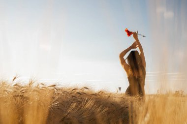 Altın buğday tarlasında güneşli bir gökyüzüne kırmızı bir gelincik tutan genç bir kadının arka görüntüsü. Romantik yaz yaşam tarzı, özgürlük ve umut kavramı. Sahne doğa arkaplanı