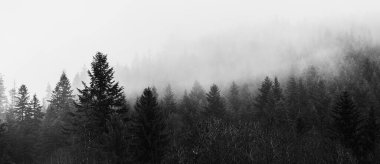 Yoğun sis ve sis içinde kozalaklı ormanın dramatik siyah beyaz manzarası. Gizemli, karamsar, tek renkli doğa manzarası. Sanat fotoğrafçılığı, yatay, panoramik fotoğraf