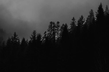 Karanlık çam ağaçlarının kasvetli siluetleri kalın dağ sisleri ve bulutlu gökyüzünün altındaki sis. Karanlık çöktüğünde esrarengiz dramatik kozalaklı orman manzarası. Makro görünüm