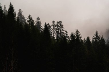 Karanlık çam ağaçlarının kasvetli siluetleri kalın dağ sisleri ve bulutlu gökyüzünün altındaki sis. Karanlık çöktüğünde esrarengiz dramatik kozalaklı orman manzarası. Makro görünüm
