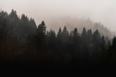 Yoğun sis ve sis içinde kozalaklı ormanın dramatik siyah beyaz manzarası. Gizemli, karamsar, tek renkli doğa manzarası. Güzel sanat fotoğrafçılığı