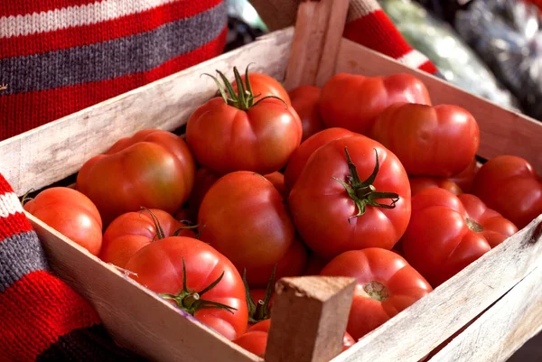 Holding Crate Full Organic Grown Raw Fresh Tomatoes — Stock Photo, Image