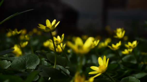 Primer plano de flores amarillas en un prado — Vídeos de Stock