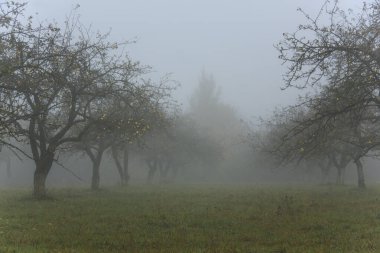 Şafak vakti sisli bir sonbahar bahçesinde