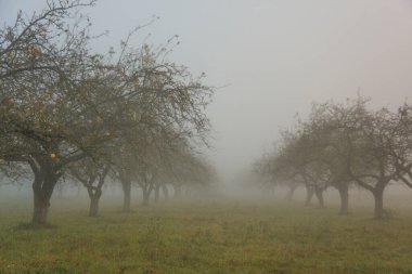 Şafak vakti sisli bir sonbahar bahçesinde