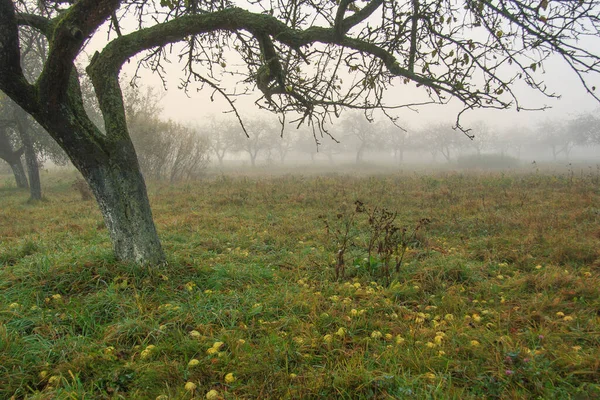 Morgendämmerung Nebligen Herbstgarten — Stockfoto