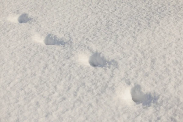 Pegadas Humanas Neve Fresca — Fotografia de Stock