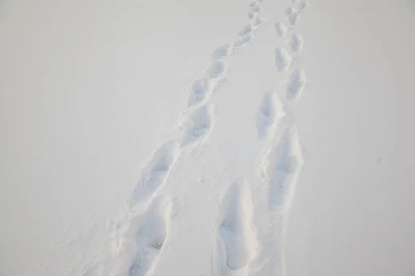 新鮮な雪の中での人間の足跡 — ストック写真