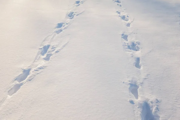 Pegadas Humanas Neve Fresca — Fotografia de Stock