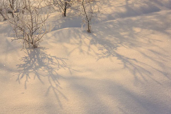 Kar arka planında kuru bitki