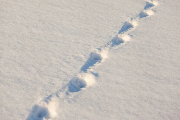 Pegadas Humanas Neve Fresca — Fotografia de Stock