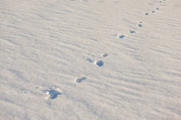 Pegadas Humanas Neve Fresca — Fotografia de Stock