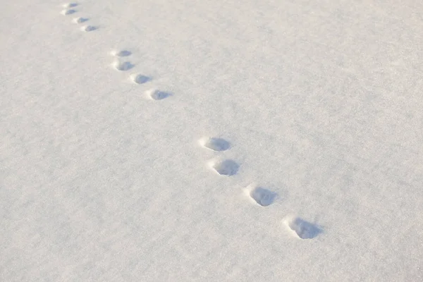 Vestígios Animais Neve Branca — Fotografia de Stock