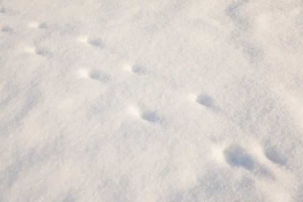 Ίχνη Ζώων Λευκό Χιόνι — Φωτογραφία Αρχείου