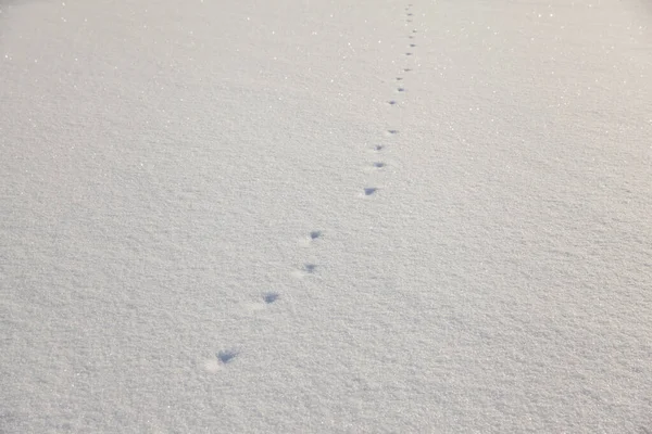 白い雪の上の動物の痕跡 — ストック写真