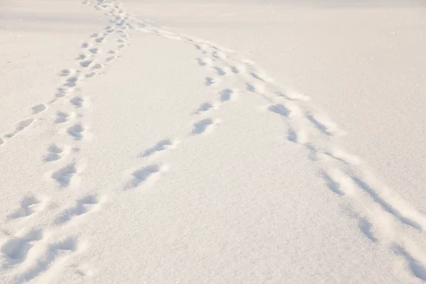 Empreintes Humaines Dans Neige Fraîche — Photo