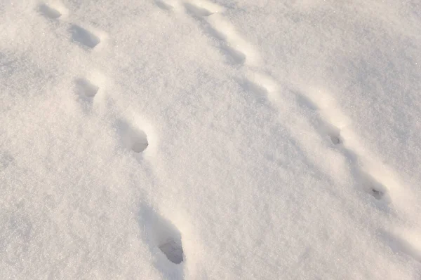 新鮮な雪の中で人間の足跡 — ストック写真