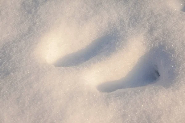 Pegadas Humanas Neve Fresca — Fotografia de Stock