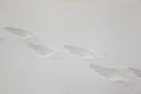 新鮮な雪の中での人間の足跡 — ストック写真