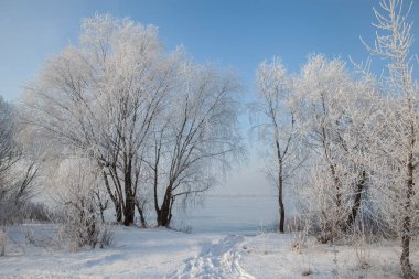 Kış manzarası ağaçlarla kaplı, donuk bir gölün kıyısında, mavi gökyüzüne karşı.