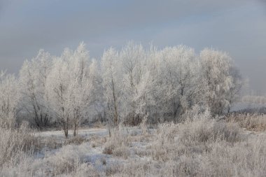 Kış manzarası ağaçlarla ve çimenlerle kaplıdır sabahları.