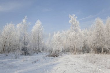 Kış manzarası ağaçlarla ve çimenlerle kaplıdır sabahları.