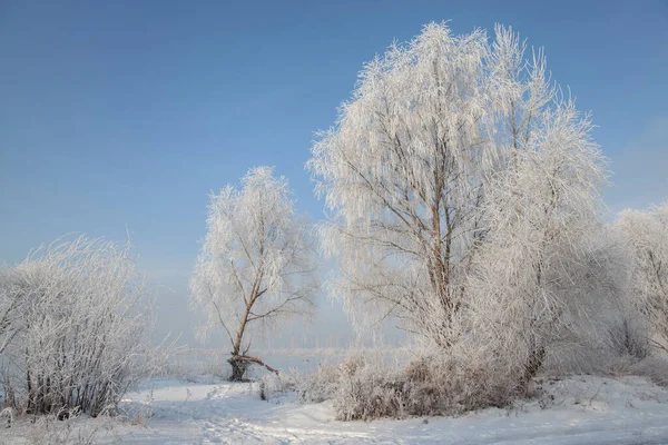 Зимний Пейзаж Деревьями Покрытыми Инеем Берегу Замёрзшего Озера Против Голубого — стоковое фото