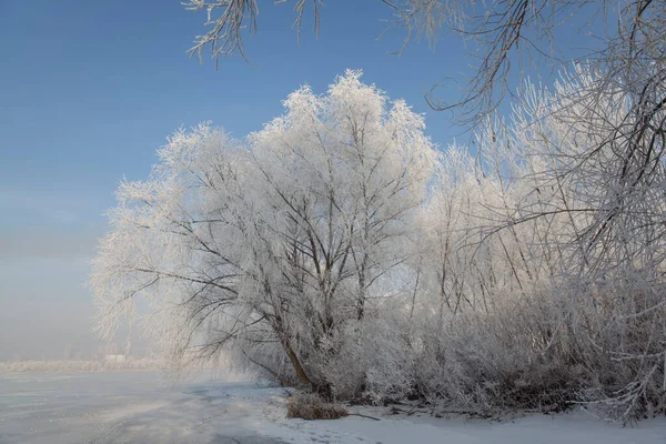凍った湖の岸 青い空に覆われた木々に覆われた冬の風景 — ストック写真