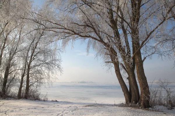 Vinterlandskap Med Träd Täckta Med Hesparfrost Stranden Frusen Sjö Mot — Stockfoto