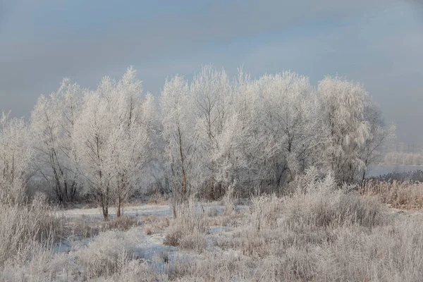 Kış manzarası ağaçlarla ve çimenlerle kaplıdır sabahları.