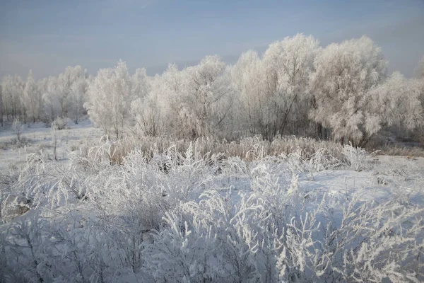 朝は霜で覆われた木々や草で覆われた冬の風景 — ストック写真