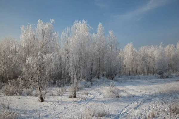 Zimní Krajina Stromy Trávou Pokryté Chocholem Dopoledních Hodinách — Stock fotografie
