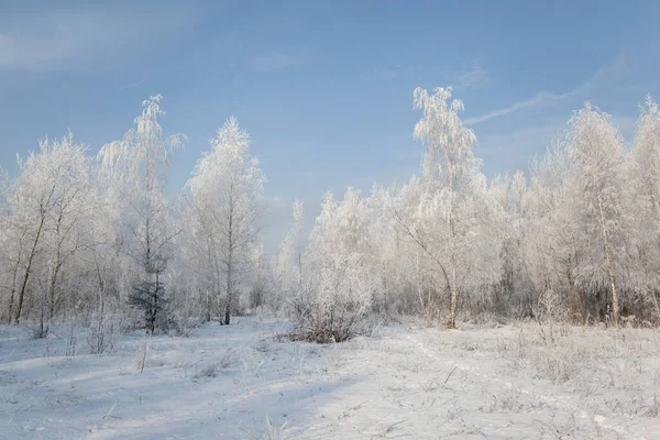 Winterlandschaft Mit Bäumen Und Gras Die Morgens Mit Raureif Bedeckt — Stockfoto