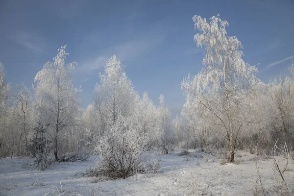 朝は霜で覆われた木々や草で覆われた冬の風景 — ストック写真