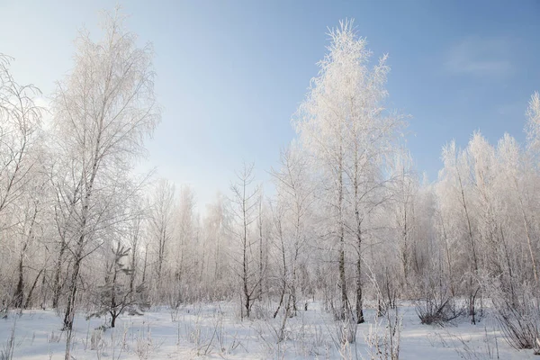 Winterlandschap Met Bomen Gras Bedekt Met Vorst Ochtend — Stockfoto