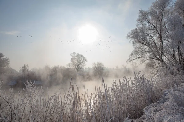 Winterlandschap Met Een Besneeuwde Rivieroever Bomen Bedekt Met Rietvorst Mist — Stockfoto