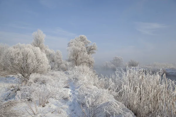 Winterlandschap Met Een Besneeuwde Rivieroever Bomen Bedekt Met Rietvorst Mist — Stockfoto