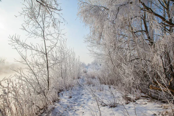 Winterlandschap Met Een Besneeuwde Rivieroever Bomen Bedekt Met Rietvorst Mist — Stockfoto