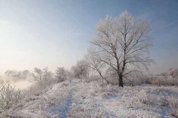 雪に覆われた川の岸 霜に覆われた木々 そして川の上の霧と冬の風景 — ストック写真