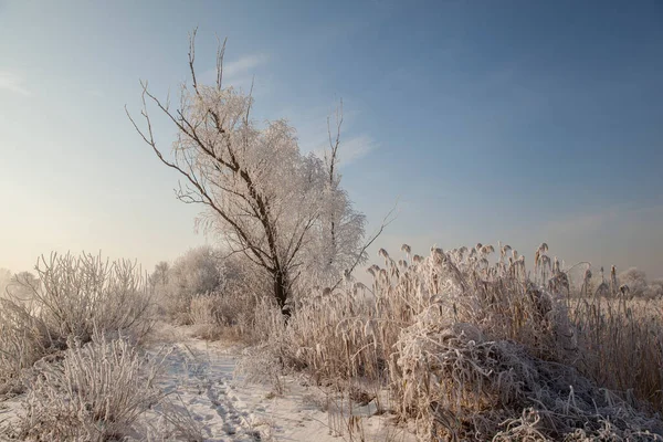 Winterlandschaft Mit Schneebedecktem Flussufer Mit Raureif Bedeckten Bäumen Und Nebel — Stockfoto