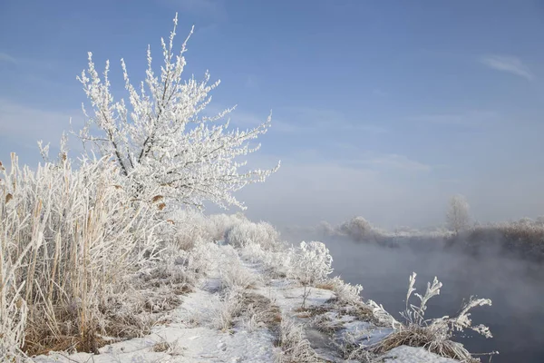 Winterlandschap Met Een Besneeuwde Rivieroever Bomen Bedekt Met Rietvorst Mist — Stockfoto
