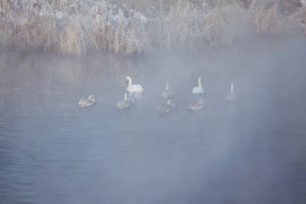 Paisaje Invierno Con Río Niebla Los Cisnes Nadaron Largo Ella — Foto de Stock