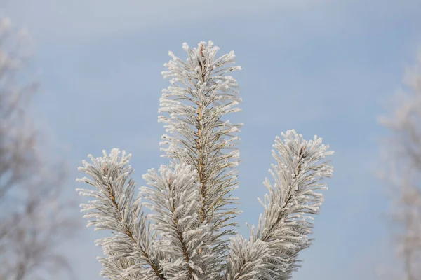Сосновая Ветвь Морозе Голубом Фоне Неба — стоковое фото