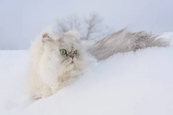 Karda Tüylü Beyaz Kedi Yakın Plan — Stok fotoğraf