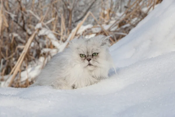 Karda Tüylü Beyaz Kedi Yakın Plan — Stok fotoğraf
