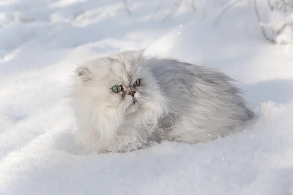Пушистая Белая Кошка Снегу Макро — стоковое фото