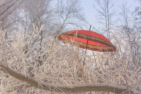 ハロフロストで覆われた木の枝に吊るされた赤い傘 — ストック写真