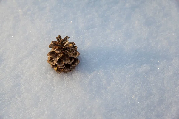decorative pine cone on white snow
